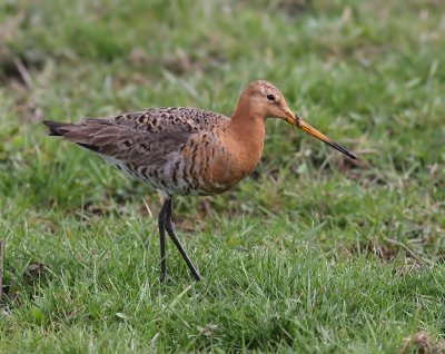 Grutto - Black-tailed Godwit