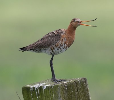 Grutto - Black-tailed Godwit