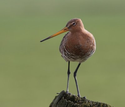 Grutto - Black-tailed Godwit