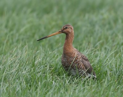 Grutto - Black-tailed Godwit