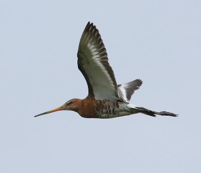 Grutto - Black-tailed Godwit