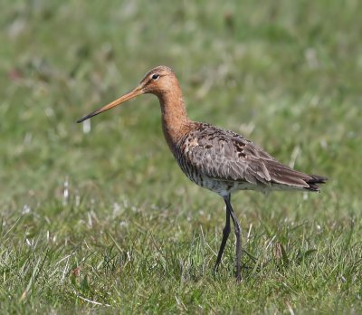 Grutto - Black-tailed Godwit