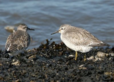 Kanoeten - Red Knots