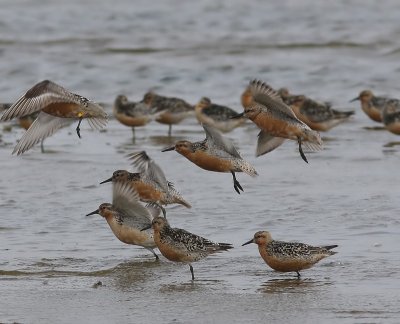 Kanoeten - Red Knots