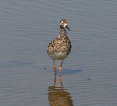 Kemphaan - Ruff