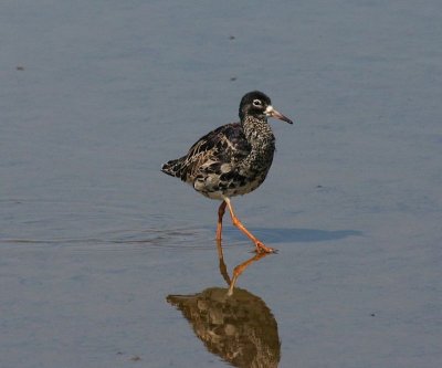 Kemphaan - Ruff