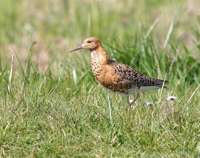 Kemphaan - Ruff