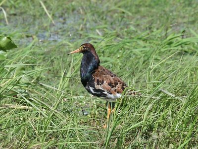 Kemphaan - Ruff
