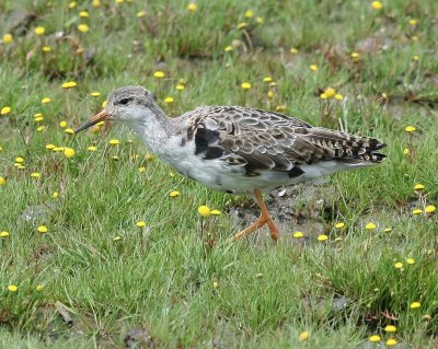 Kemphaan - Ruff
