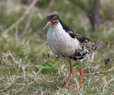 Kemphaan - Ruff