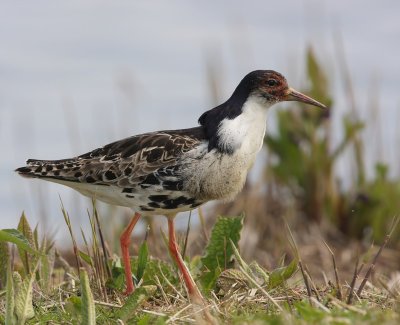 Kemphaan - Ruff