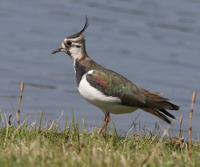 Kievit - Northern Lapwing