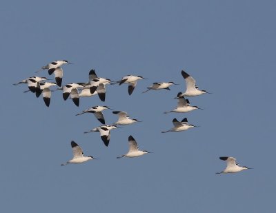 Kluut - Pied Avocet