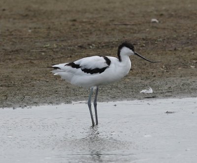 Kluut - Pied Avocet