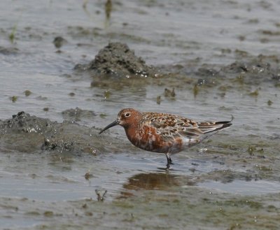 Krombekstrandloper - Curlew Sandpiper