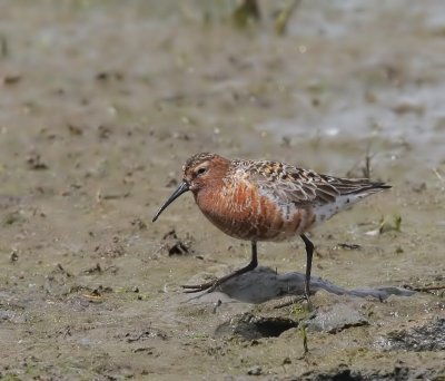 Krombekstrandloper - Curlew Sandpiper