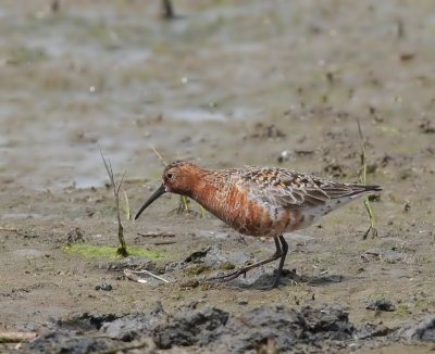 Krombekstrandloper - Curlew Sandpiper