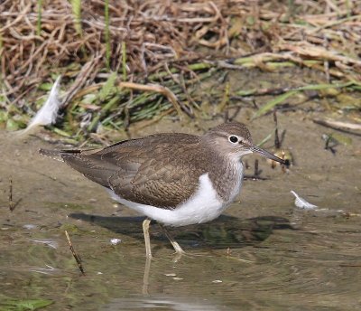 Oeverloper - Common Sandpiper