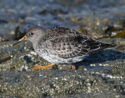 Paarse Strandloper - Purple Sandpiper