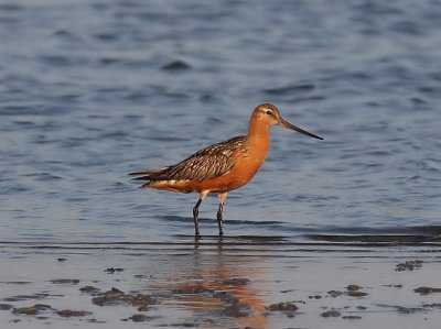 Rosse Grutto - Bar-tailed Godwit