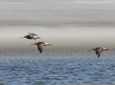 Rosse Grutto's - Bar-tailed Godwits