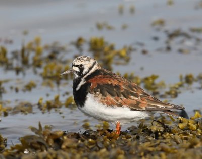 Steenloper - Ruddy Turnstone