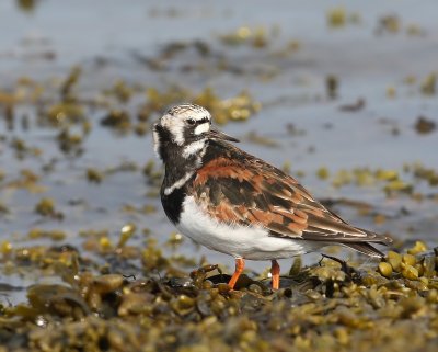 Steenloper - Ruddy Turnstone