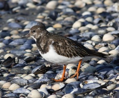 Steenloper - Ruddy Turnstone