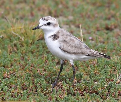 Strandplevier - Kentish Plover