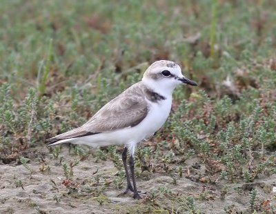 Strandplevier - Kentish Plover