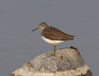 Witgat - Green Sandpiper