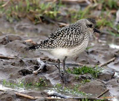 Zilverplevier -  Grey Plover