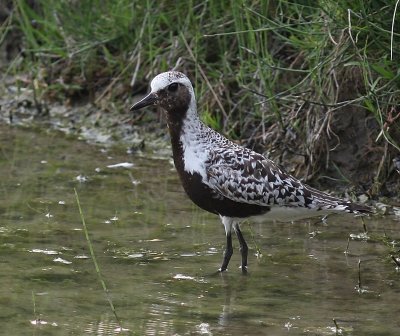 Zilverplevier - Grey Plover