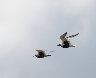 Zilverplevieren - Grey Plovers