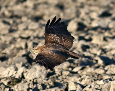 Buizerd - Common Buzzard