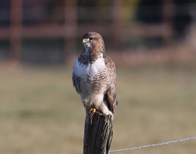 Buizerd - Common Buzzard