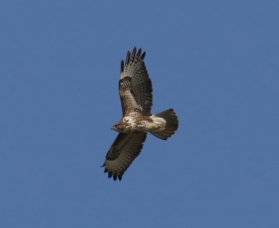 Buizerd - Common Buzzard