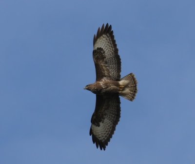 Buizerd - Common Buzzard