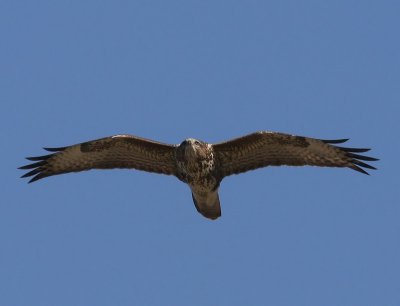 Buizerd - Common Buzzard