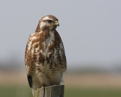 Buizerd - Common Buzzard