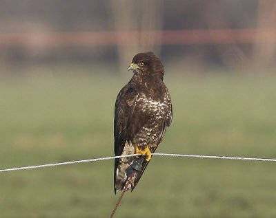 Buizerd - Common Buzzard