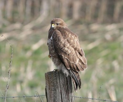 Buizerd - Common Buzzard