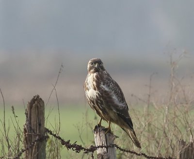 Buizerd - Common Buzzard
