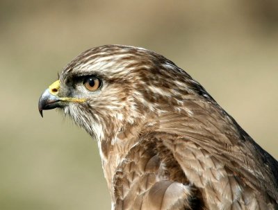Buizerd - Common Buzzard