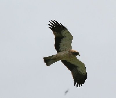 Dwergarend - Booted Eagle