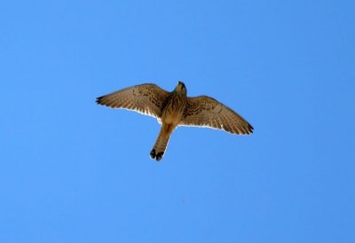 Kleine Torenvalk - Lesser Kestrel