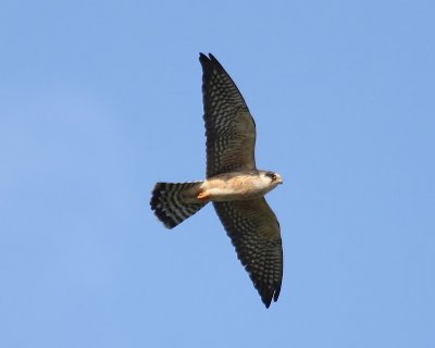 Roodpootvalk - Red-footed Falcon
