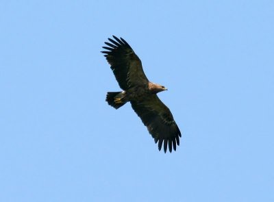 Schreeuwarend - Lesser Spotted Eagle