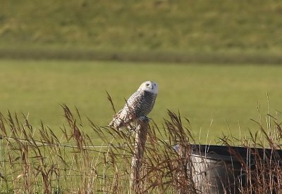 Sneeuwuil - Snowy Owl