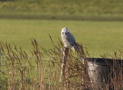 Sneeuwuil - Snowy Owl